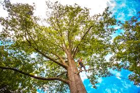 How Our Tree Care Process Works  in  Mountain View Acres, CA